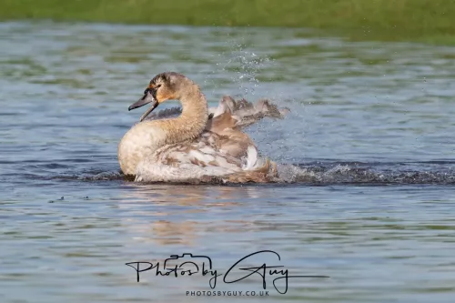 06 November 2025- Parkside, Cleator Moor, Cumbria- Mute Swans Cygnets