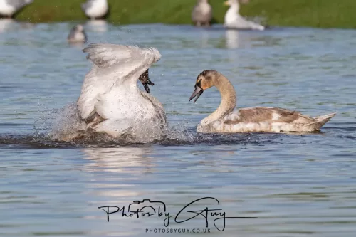 06 November 2025- Parkside, Cleator Moor, Cumbria- Mute Swans Cygnets