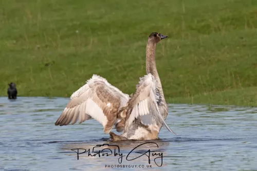 06 November 2025- Parkside, Cleator Moor, Cumbria- Mute Swans Cygnets
