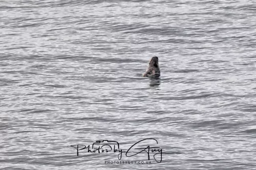 06 November 2025- Workington, Cumbria - Grey Seal