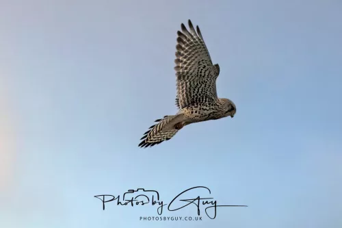 06 November 2025- Workington, Cumbria - Kestrel