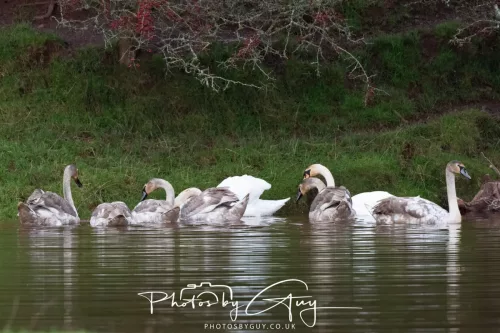06 November 2025- Parkside, Cleator Moor, Cumbria- Mute Swans Cygnets