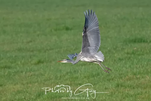 08 November 2025: Drigg Beach and Dunes, Cumbria - Grey Heron 