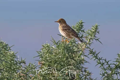 08 November 2025: Drigg Beach and Dunes, Cumbria - Meadow Pipit
