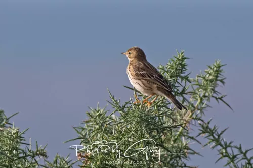 08 November 2025: Drigg Beach and Dunes, Cumbria - Meadow Pipit