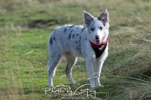 08 November 2025: Drigg Beach and Dunes, Cumbria - Skye