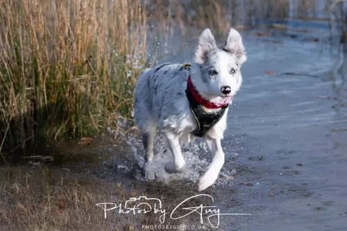 08 November 2025: Drigg Beach and Dunes, Cumbria - Skye