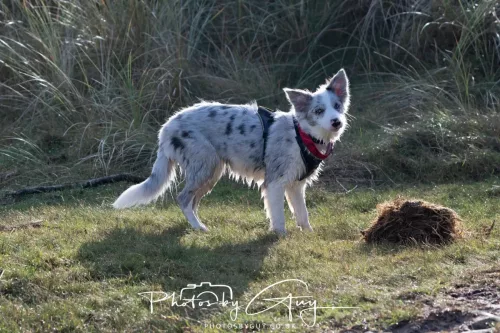 08 November 2025: Drigg Beach and Dunes, Cumbria - Skye