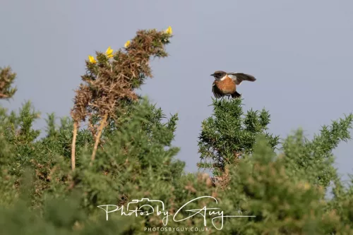 08 November 2025: Drigg Beach and Dunes, Cumbria - Stonechat