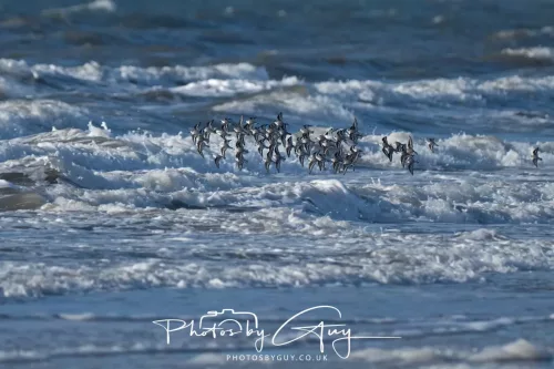 08 November 2025: Drigg Beach and Dunes, Cumbria - Turnstones