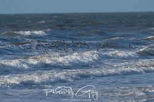 08 November 2025: Drigg Beach and Dunes, Cumbria -Turnstones