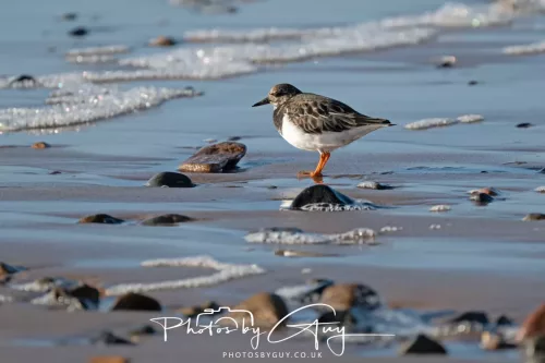 08 November 2025: Drigg Beach and Dunes, Cumbria - Turnstones