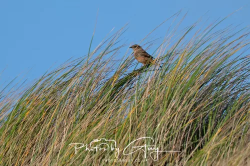 08 November 2025: Drigg Beach and Dunes, Cumbria - Meadow Pipit