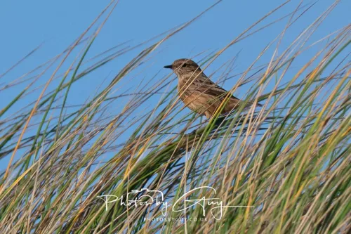 08 November 2025: Drigg Beach and Dunes, Cumbria - Meadow Pipit