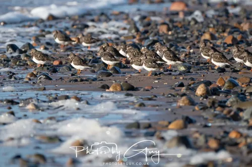 08 November 2025: Drigg Beach and Dunes, Cumbria - Turnstones