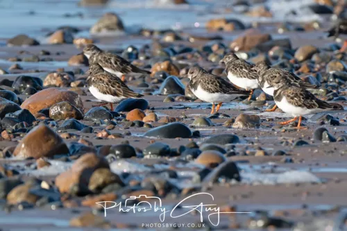 08 November 2025: Drigg Beach and Dunes, Cumbria - Turnstones
