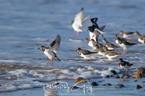 08 November 2025: Drigg Beach and Dunes, Cumbria - Turnstones