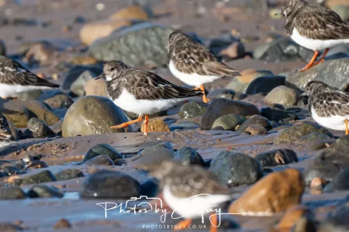 08 November 2025: Drigg Beach and Dunes, Cumbria - Turnstones
