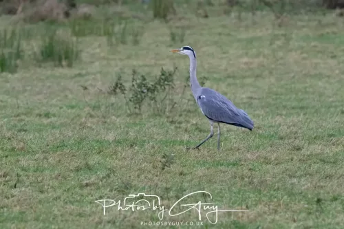 15 Nov 2025: Threlkeld to Keswick Railway walk : Dipper