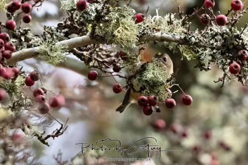 15 Nov 2025: Threlkeld to Keswick Railway walk : GOLDCREST