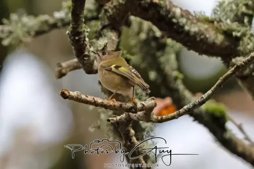 15 Nov 2025: Threlkeld to Keswick Railway walk : GOLDCREST