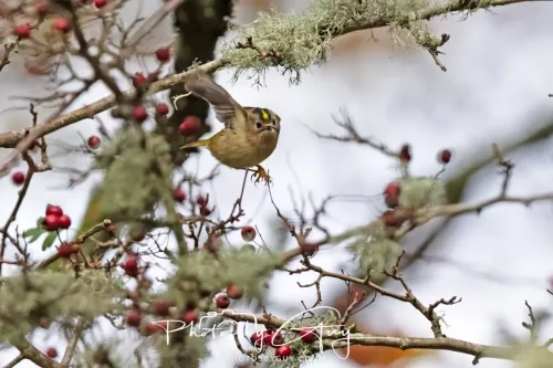 15 Nov 2025: Threlkeld to Keswick Railway walk : GOLDCREST