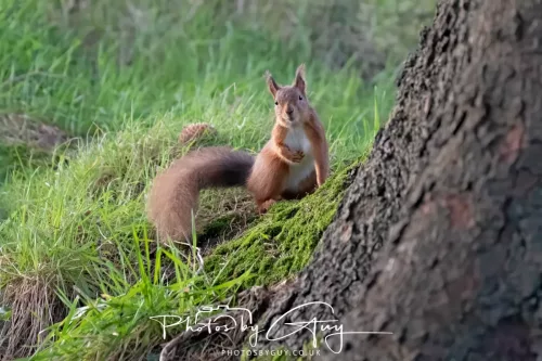 16 November 2025 - Eskdale, West Cumbria -Red Squirrel