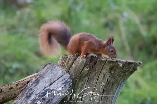16 November 2025 - Eskdale, West Cumbria -Red Squirrel