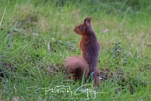 16 November 2025 - Eskdale, West Cumbria -Red Squirrel