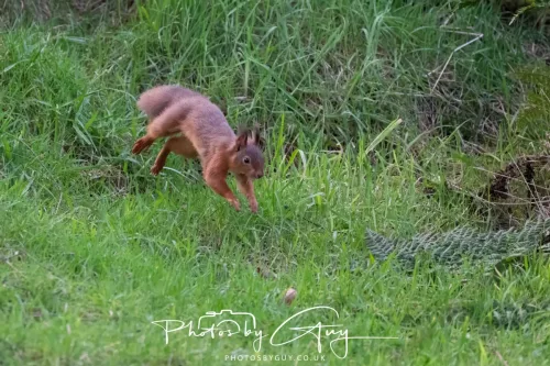 16 November 2025 - Eskdale, West Cumbria -Red Squirrel