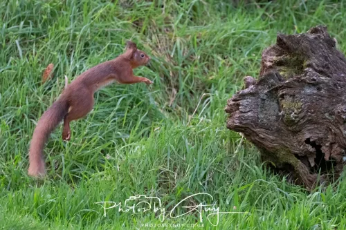 16 November 2025 - Eskdale, West Cumbria -Red Squirrel