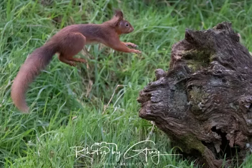 16 November 2025 - Eskdale, West Cumbria -Red Squirrel