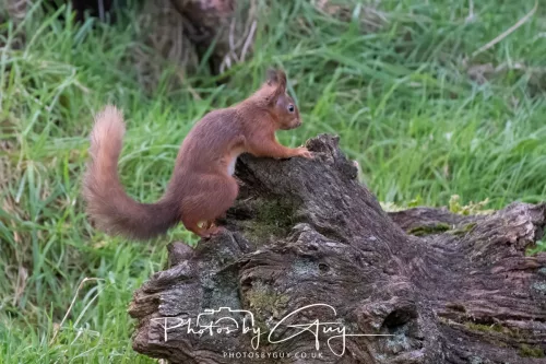16 November 2025 - Eskdale, West Cumbria -Red Squirrel