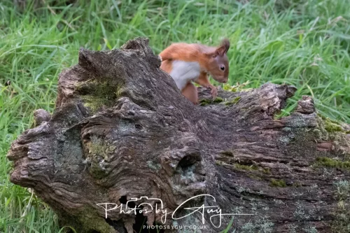 16 November 2025 - Eskdale, West Cumbria -Red Squirrel