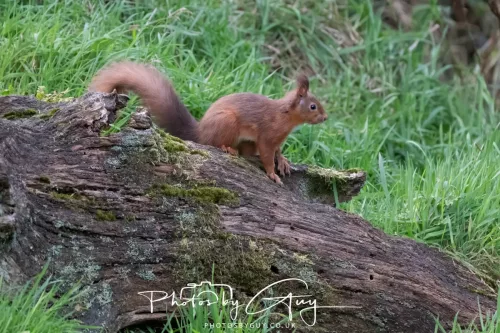 16 November 2025 - Eskdale, West Cumbria -Red Squirrel