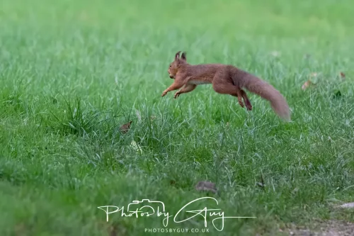 16 November 2025 - Eskdale, West Cumbria -Red Squirrel