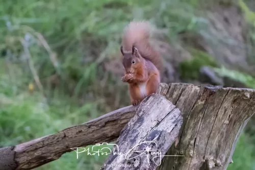 16 November 2025 - Eskdale, West Cumbria -Red Squirrel