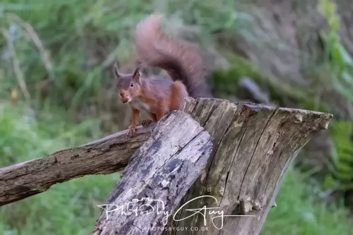 16 November 2025 - Eskdale, West Cumbria -Red Squirrel