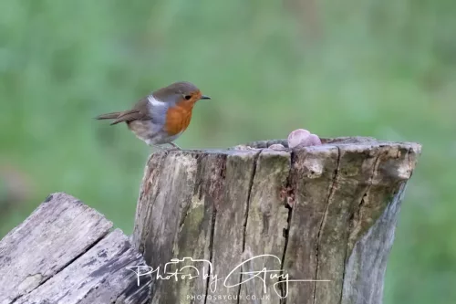 16 November 2025 - Eskdale, West Cumbria - Robin
