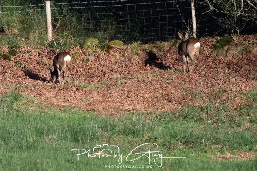 16 November 2025 - Eskdale, West Cumbria - Roe Deer