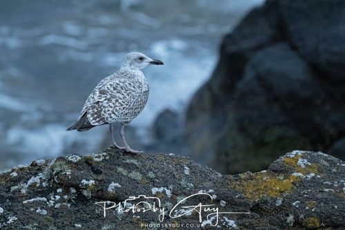 04 October 2024 - Arran, Scotland near to Kingscross - Herring Gull