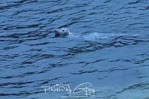 04 October 2024 - Arran, Scotland near to Kingscross - Seal