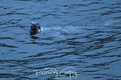 04 October 2024 - Arran, Scotland near to Kingscross - Seal