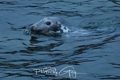 04 October 2024 - Arran, Scotland near to Kingscross - Seal