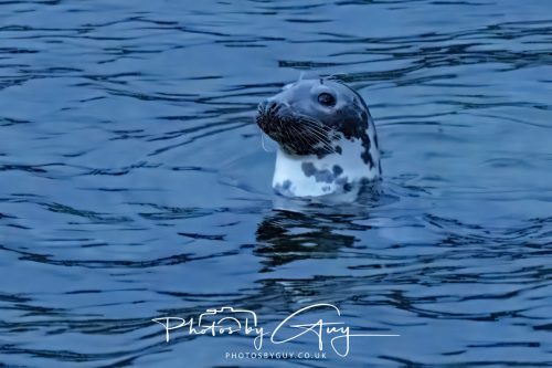 04 October 2024 - Arran, Scotland near to Kingscross - Seal