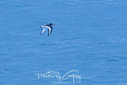 04 October 2024 - Arran, Scotland near to Kingscross - Oyster Catcher