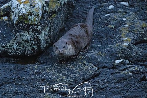 04 October 2024 - Arran, Scotland near to Kingscross - Otter