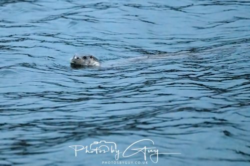 04 October 2024 - Arran, Scotland near to Kingscross - Otter
