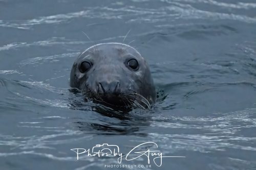 04 October 2024 - Arran, Scotland near to Kingscross - Grey Seal