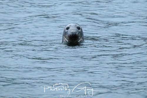 04 October 2024 - Arran, Scotland near to Kingscross - Grey Seal